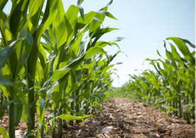 Rows of Corn